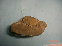 藏品(螃蟹(遠海梭子蟹))的圖片